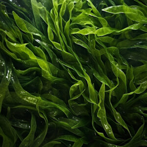 ALGA KLAMATH