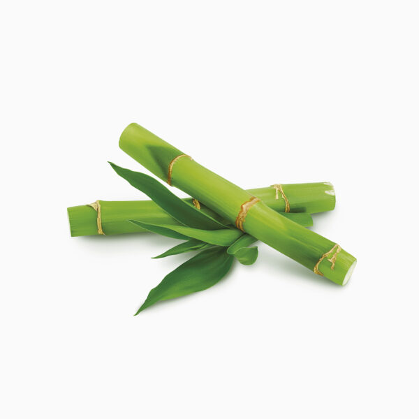 BAMBOO
