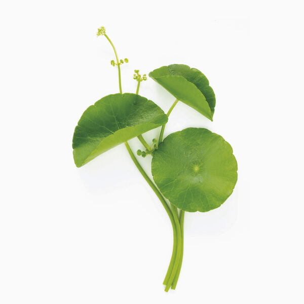 CENTELLA ASIATICA