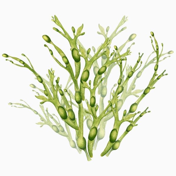 ASCOPHYLLUM NODOSUM