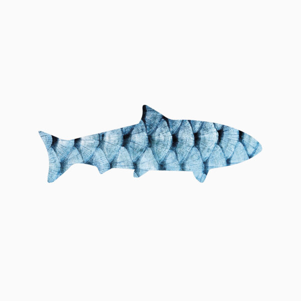 COLLAGENE MARINO