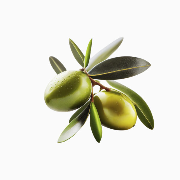 OLIO DI OLEA EUROPAEA
