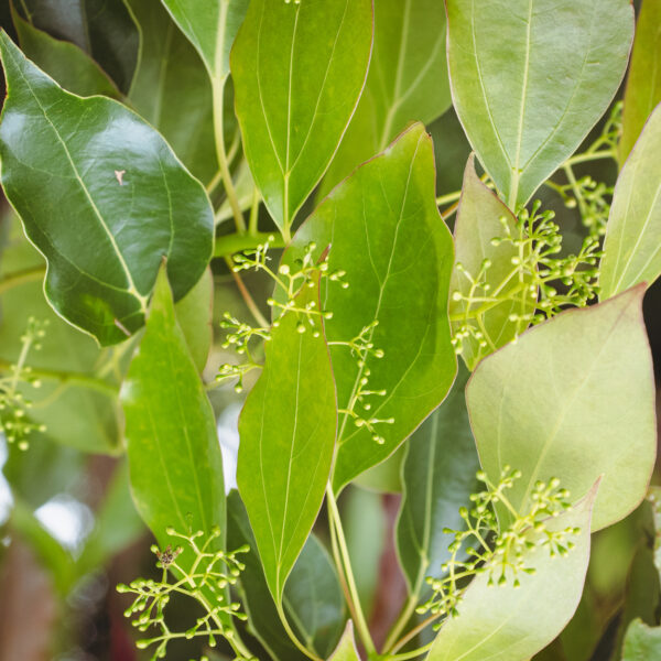 OLIO ESSENZIALE DI CANFORA