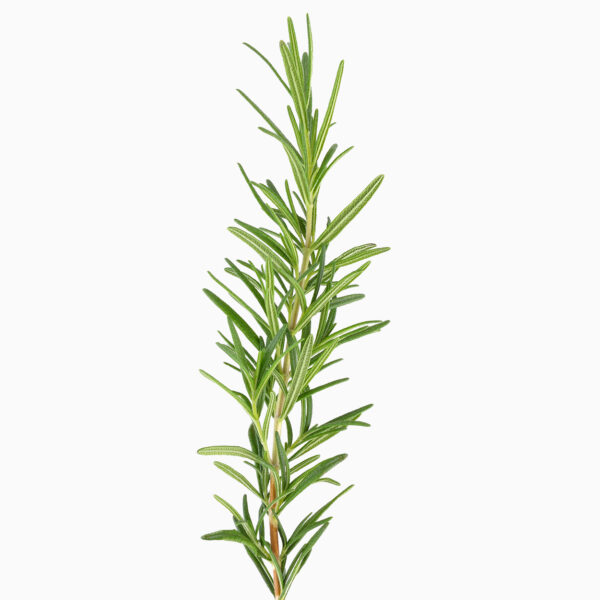 OLIO ESSENZIALE DI ROSMARINO